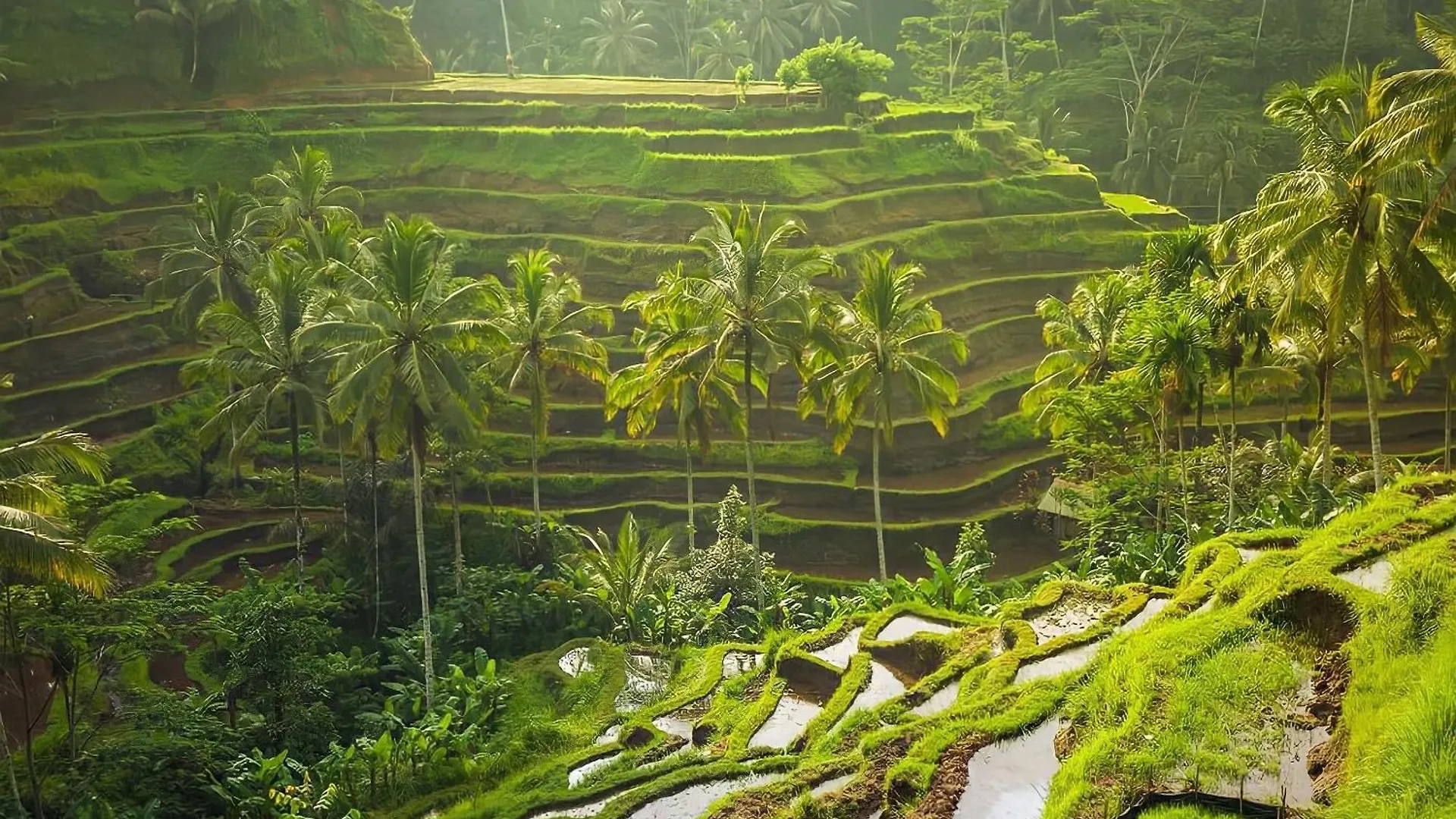 Royal Jj Ubud Resort & Spa Ubud (Bali)